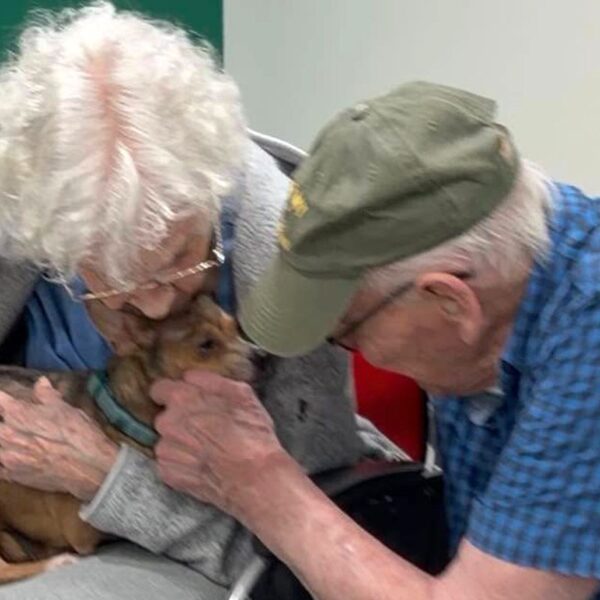 90-Year-Old Woman Finds ‘Match Made in Heaven’ in Blind Chihuahua After Searching for Pet Who Loves Cuddling