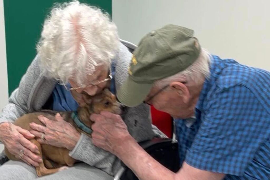 90-Year-Old Woman Finds ‘Match Made in Heaven’ in Blind Chihuahua After Searching for Pet Who Loves Cuddling
