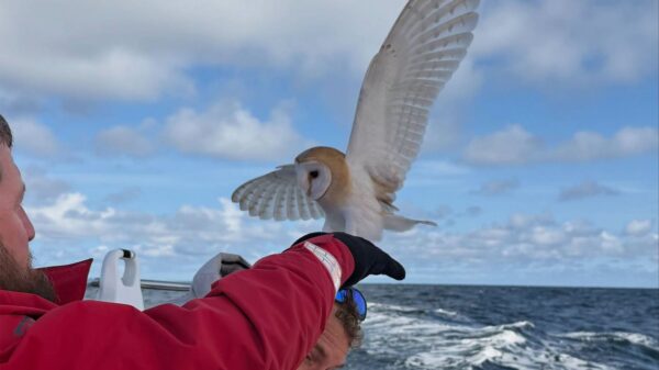 Owl Stranded in Open Water 70 Miles from Shore Finds ‘Nothing Short of a Miracle’ While Stuck at Sea