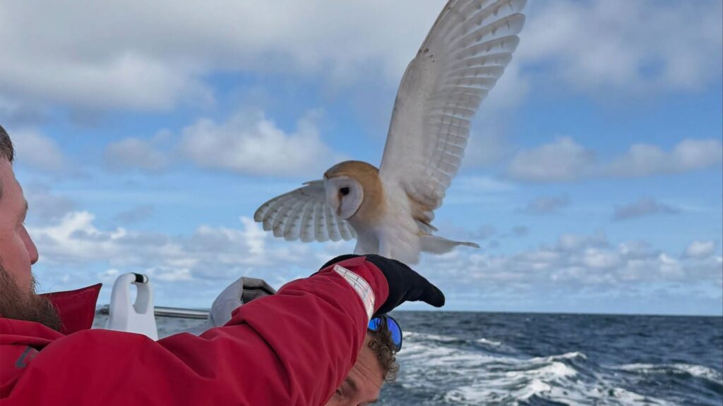 Owl Stranded in Open Water 70 Miles from Shore Finds ‘Nothing Short of a Miracle’ While Stuck at Sea