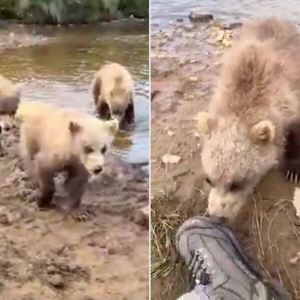 Curious Bear Cub Nibbles Photographer’s Boot During Close Encounter in Alaska (Exclusive)