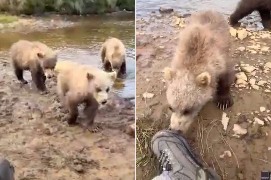 Curious Bear Cub Nibbles Photographer’s Boot During Close Encounter in Alaska (Exclusive)