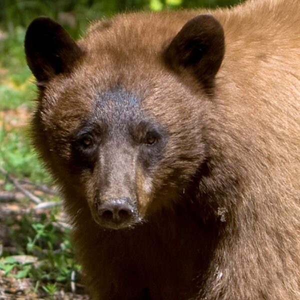 Widower Mauled to Death by Bear That Broke Into His New Mexico Home