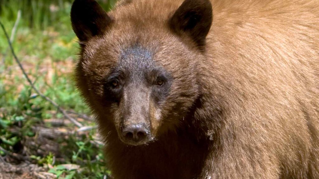 Widower Mauled to Death by Bear That Broke Into His New Mexico Home