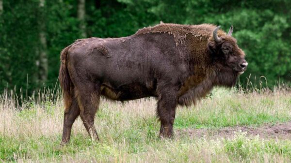 Bison Knocks Tourist to the Ground After He Gets ‘Too Close’ to the Animal
