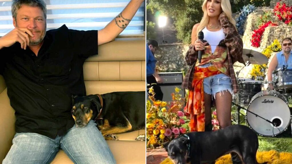 Blake Shelton and Gwen Stefani’s Dog Dies at 18: ‘Our Sweet Betty Has Gone to Heaven’