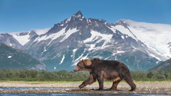 Hiker Was Surprised by Attack from Mother Bear and Cub but Saved Herself by Doing ‘All the Right Things’