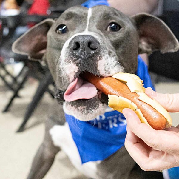 Squad of 10 Adoptable Dogs Gets Treated to a Baseball Game (And Snacks!) to Help Them Find Homes