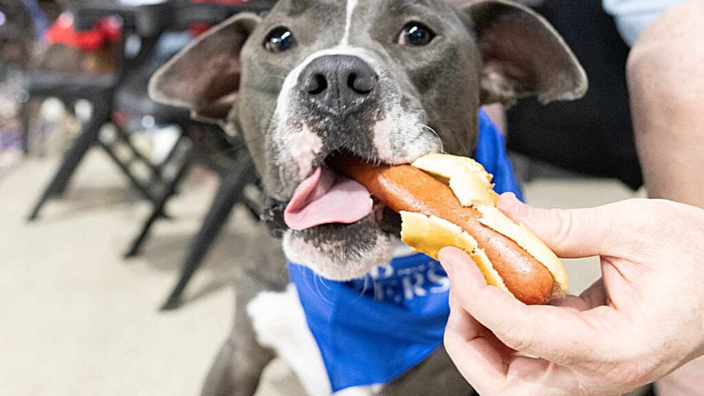 Squad of 10 Adoptable Dogs Gets Treated to a Baseball Game (And Snacks!) to Help Them Find Homes