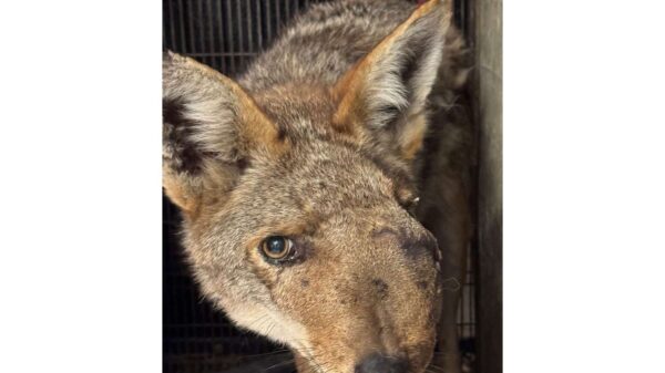 L.A. Coyote That Went Viral Due to Its Rare Facial Growth Is Euthanized After Grim Diagnosis, Vets Say