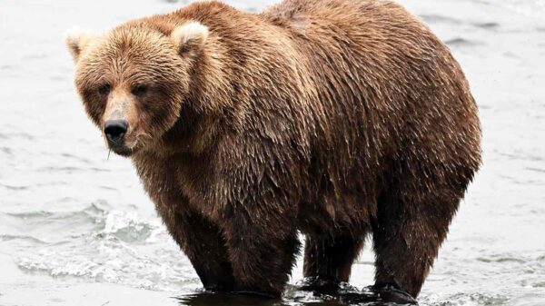 Fat Bear Week 2026 Kicks Off with Defending Champ Chunk Facing 15 Salmon-Stuffed Rivals