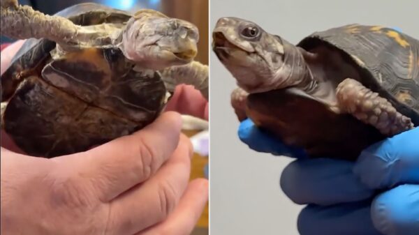 Tortoise Kept on Kitchen Floor and Fed Only Cat Food for 49 Years. A Vet Saved Her in the ‘Nick of Time’