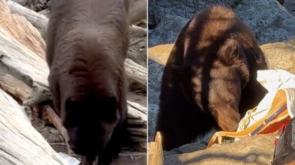 A Black Bear Was Euthanized at Grand Teton National Park. Officials Blame the ‘Poor Decisions’ of Visitors for the Death
