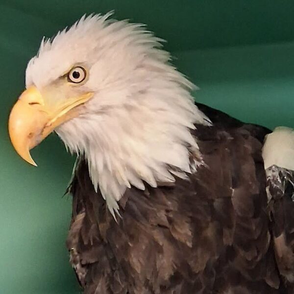 Jackie, the Viral Big Bear Bald Eagle and Livestream Star, Dies After Weeks of Intensive Care