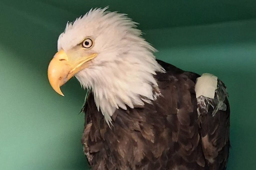 Jackie, the Viral Big Bear Bald Eagle and Livestream Star, Dies After Weeks of Intensive Care