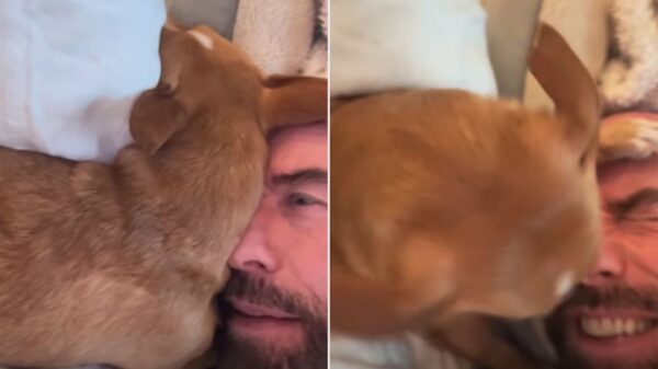 John Travolta Snuggles and Kisses His Dog Peanut After Bathtime in Adorable Video: ‘You’re So Clean’