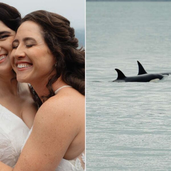 Orcas Crash Wedding Ceremony in Alaska, Leaving Couple in Awe (Exclusive)