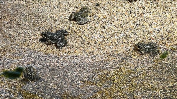 653 Endangered Yellow-Legged Frogs Raised at the L.A. Zoo Are Now Hopping Free in the San Gabriel Mountains