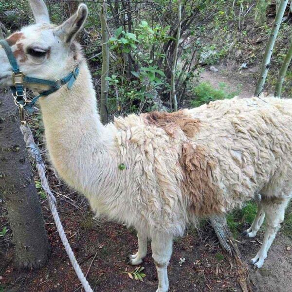 Sheriff’s Attempt to Rescue Abandoned Llama on Colorado Trails Ends with a Happy Reunion