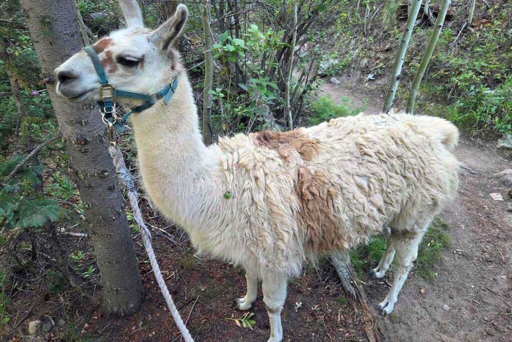 Sheriff’s Attempt to Rescue Abandoned Llama on Colorado Trails Ends with a Happy Reunion