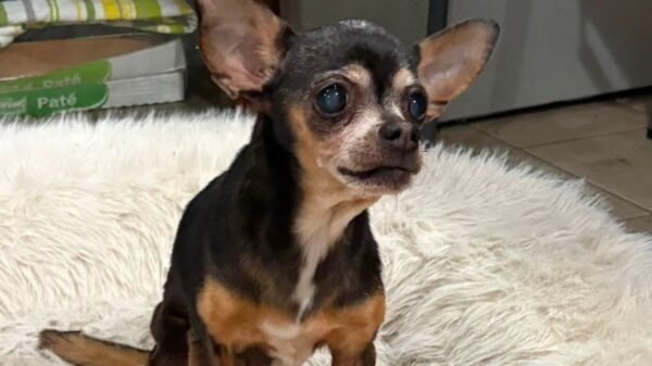Dog Reunited with Owner After 12 Years: ‘The Stars Aligned for This’ (Exclusive)