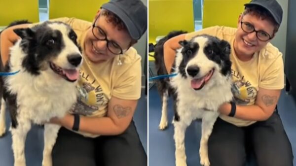 Dog Who Vanished from Oklahoma Is Found as a Stray 1,000 Miles Away in North Carolina