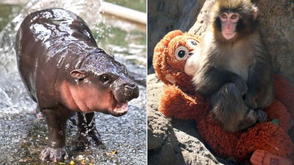 From Moo Deng to Punch: 5 Viral Zoo Animals Who Broke the Internet and Where They Are Now