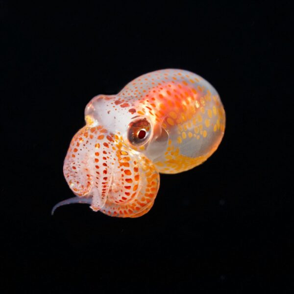 Invasive Crabs Are Taking Over the Mediterranean, So Scientists Released Over 130,000 Octopuses to Fight Them