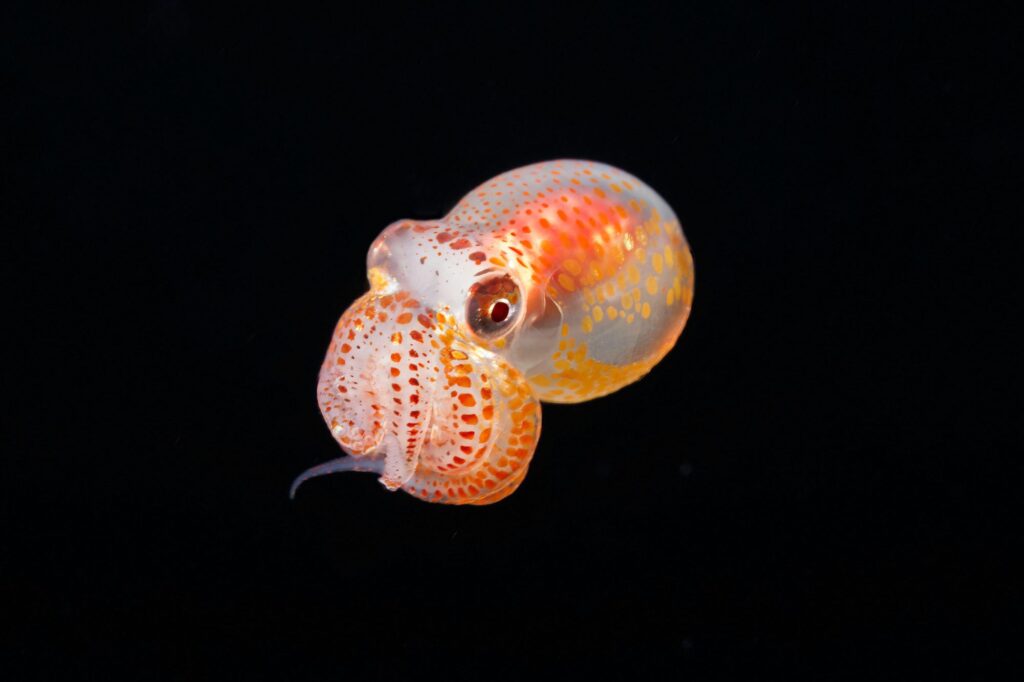 Invasive Crabs Are Taking Over the Mediterranean, So Scientists Released Over 130,000 Octopuses to Fight Them