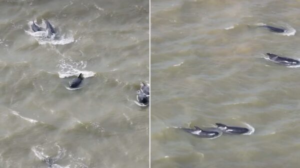25 Whales Guided Back Out to Sea in 6-Hour Mission After Getting Lost in River
