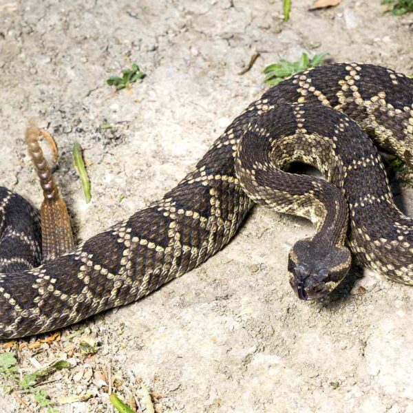 Beachgoers Warned After Another Rattlesnake Turns Up in the Waves at Southern California Shore