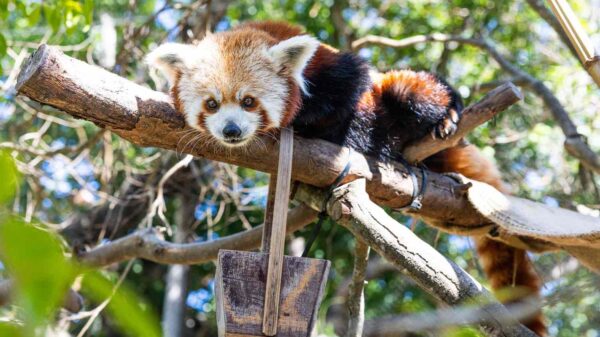 Red Panda Dies at Calif. Zoo, 2 Weeks After Losing Both Her Newborn Cubs