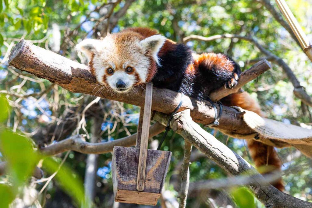 Red Panda Dies at Calif. Zoo, 2 Weeks After Losing Both Her Newborn Cubs