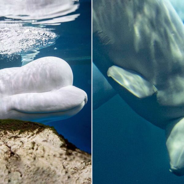 2 Beluga Whales Die at Shedd Aquarium One Week After Rescued Whale Peekachu’s Death