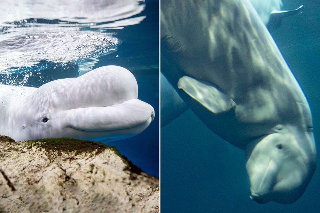 2 Beluga Whales Die at Shedd Aquarium One Week After Rescued Whale Peekachu’s Death