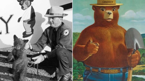 In 1950 Forest Rangers Rescued a Lone Cub from a Fire, Who Grew into the Live Mascot for Smokey the Bear
