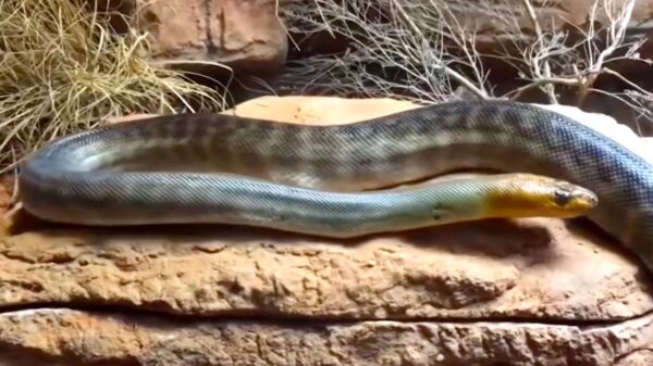 Raid at New Mexico Home Uncovers 60 Reptiles, Including the ‘Most Venomous Snake on the Planet’
