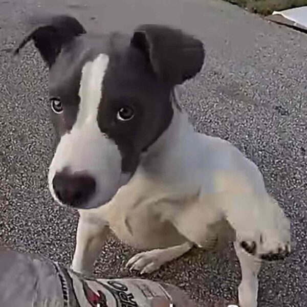 Shocked State Trooper Finds Puppy at ‘Tremendous Risk’ Abandoned in Cage Near a Busy Ohio Highway