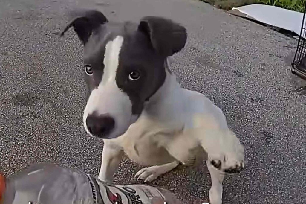 Shocked State Trooper Finds Puppy at ‘Tremendous Risk’ Abandoned in Cage Near a Busy Ohio Highway