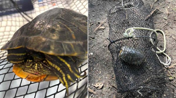 Turtle Rescued After Park Rangers Find It ‘Trapped’ Underwater in Zip-Tied Metal Cage with No Way to Escape