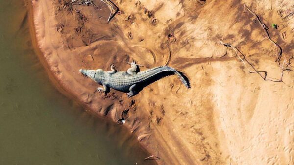 River Home to 500 Crocodiles Chosen as 2032 Olympic Rowing Venue: ‘I’d Row Faster’