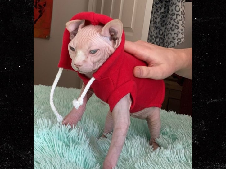 Jakob-Nowell-cat-ig-4