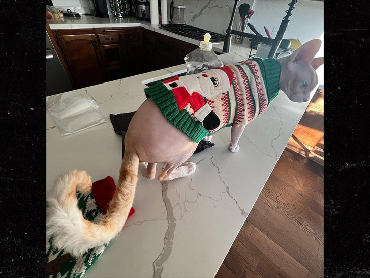 Jakob-Nowell-cat-ig-2