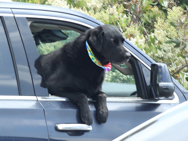 caitlyn jenner sophia hutchins dog sub backgrid