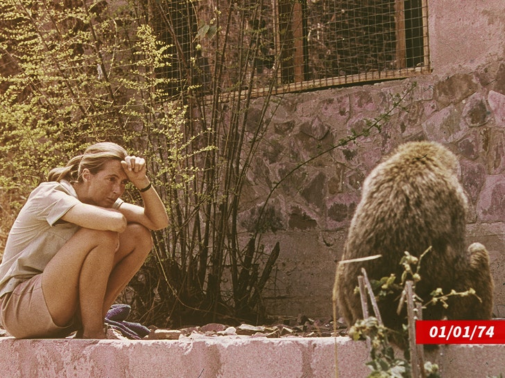 Jane Goodall working with animals getty 2