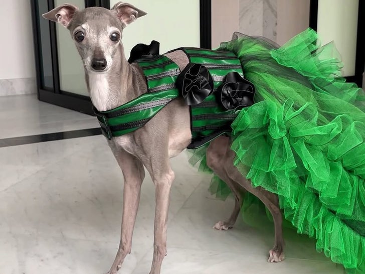 1104-Remembering-Tika-The-Iggy-Sub1