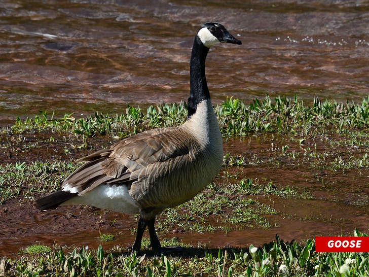 Goose getty 1