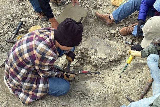 Touren Pope assists with the excavation of the fossil Craig Thomas, BLM Rock Springs Field Office