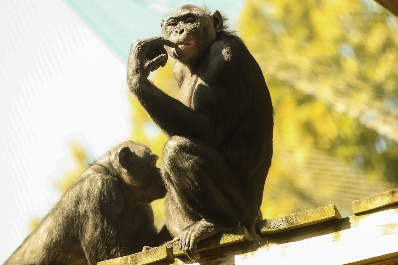 A couple of bonobos hang out on an upper level inside their exhibit at the Memphis Zoo Bonobos hang out on an upper level inside the exhibit at the Memphis Zoo in 2023Credit: Stu Boyd II-The Commercial Appeal / USA TODAY NETWORK