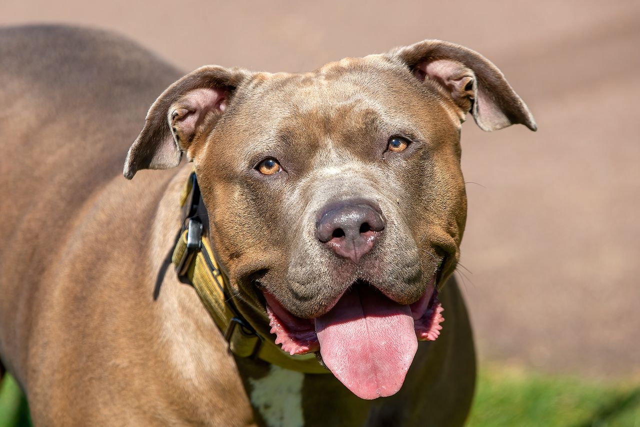 American XL Bully dog without a muzzle An XL bully dog (stock image) Getty